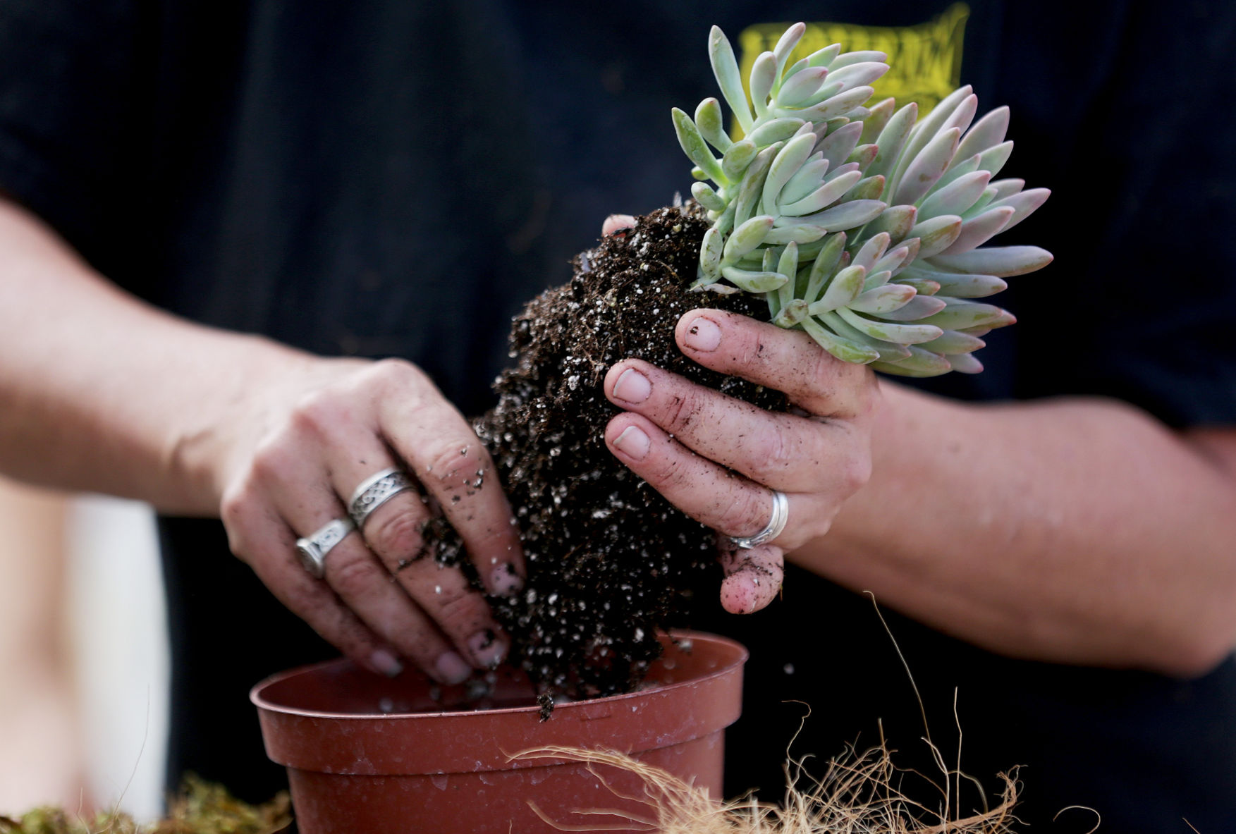 092717-thisistucson-greenthings-p5.JPG